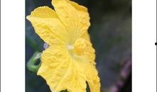 夜雨花在线观看,浪漫雨夜，花语传情